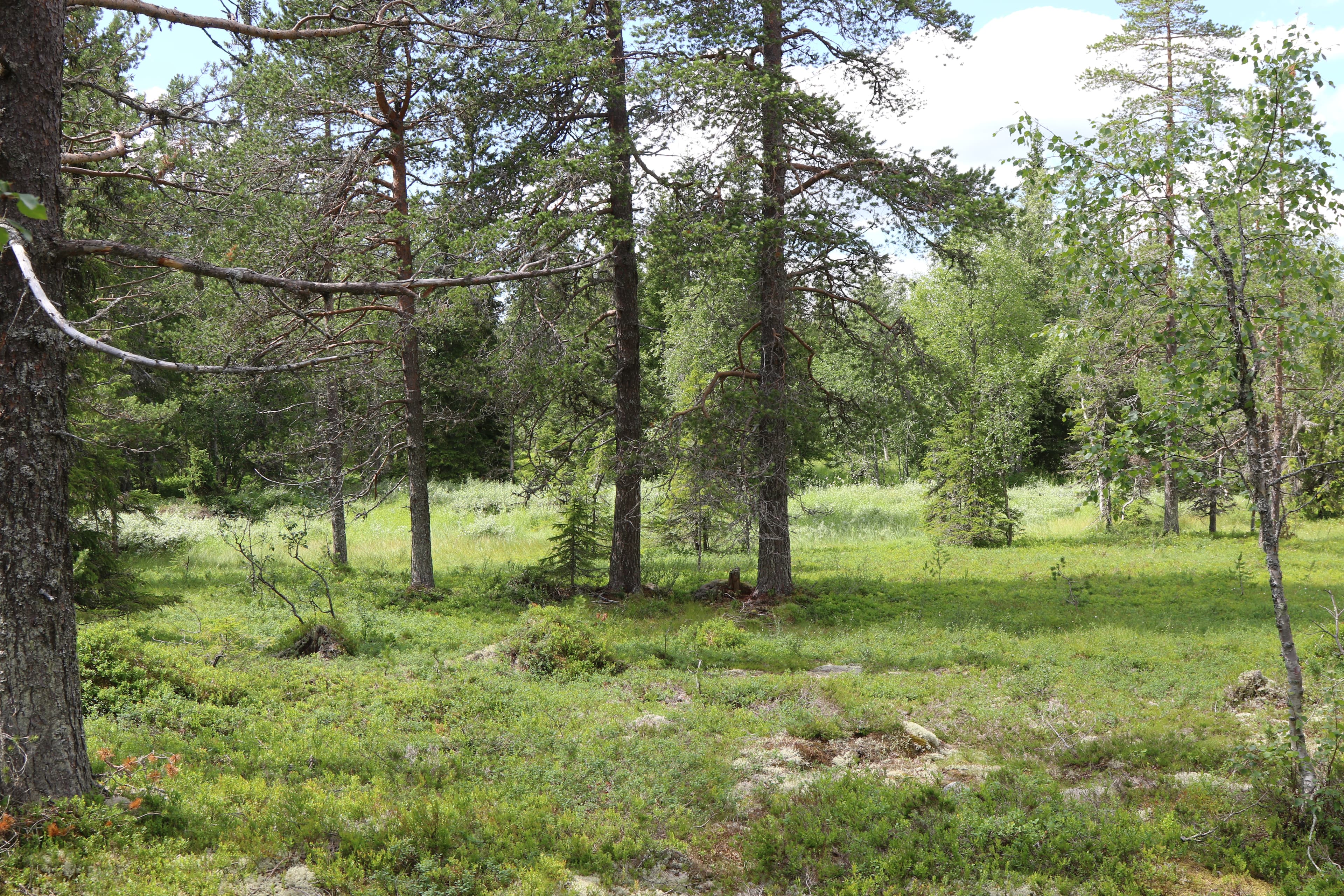 FORSTx og Naturkapitalen — to nye produkter klare for markedet